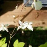 Epimedium × youngianum ফুল