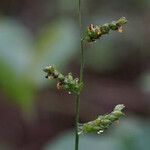 Urochloa reptans Цвят