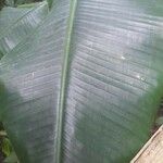 Musa velutina ഇല