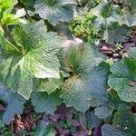 Ranunculus cortusifolius Leaf