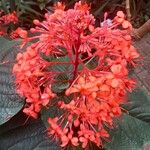 Clerodendrum speciosissimum Цвят