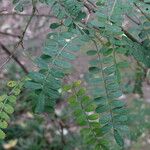 Sophora davidi Leaf