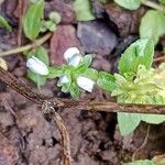 Veronica serpyllifolia Žiedas