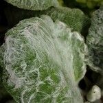 Salvia argentea Fuelha