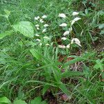 Cephalanthera longifoliaFloare