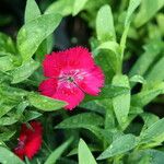 Dianthus spp. Цвят