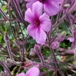 Geranium maderense 花