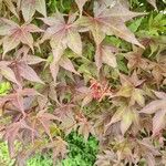 Acer palmatum葉