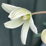 Clematis armandi Flor