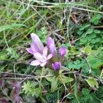 Gentianella germanica Fleur