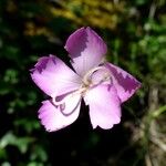 Dianthus sylvestris Blüte