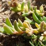 Delosperma sutherlandii Habitatea