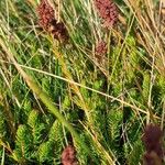 Erica spiculifolia Fruit