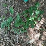 Smilax rotundifolia Habit