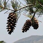 Pinus monticola Fruto