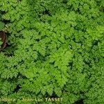 Anthriscus caucalis Costuma