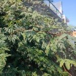 Prosopis julifloraBlad