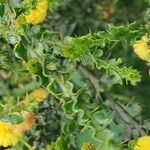 Acacia paradoxa Frunză