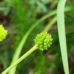 Ranunculus polyanthemos फल