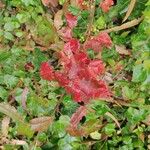 Toxicodendron diversilobum Hoja