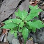 Phenax sonneratii Leaf