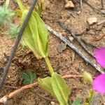Zeltnera venusta Corteza