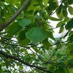 Catalpa bignonioidesLeaf