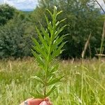 Carlina acaulisHoja