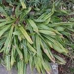Carex plantaginea Vekstform