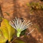 Thilachium africanum Flower