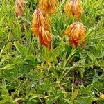 Trifolium alpinum Flors