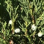 Juniperus sabinaFruit