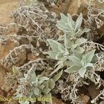 Helichrysum obconicum Hábito