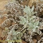 Helichrysum obconicum Habitatea