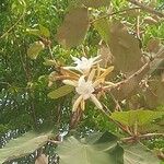 Pterospermum acerifolium Blüte