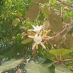 Pterospermum acerifolium Fleur