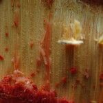 Parinari excelsa Casca