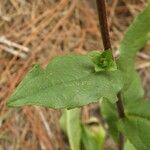 Silphium asteriscus Leaf