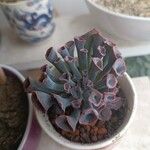 Echeveria shaviana برگ