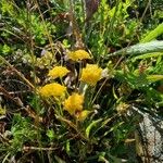 Bupleurum ranunculoides Habit