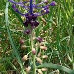 Muscari comosum Blomst