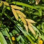 Carex muskingumensis Flower