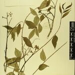 Zanthoxylum oxyphyllum ᱮᱴᱟᱜ