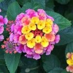 Lantana camara花