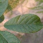 Handroanthus ochraceus Leaf