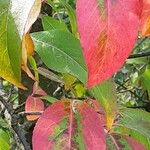 Viburnum prunifolium Leaf