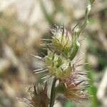 Cenchrus echinatus Fruit