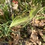 Hordeum marinum Fruto