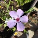 Eudianthe coeli-rosa Flower