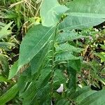 Sauropus androgynus Leaf